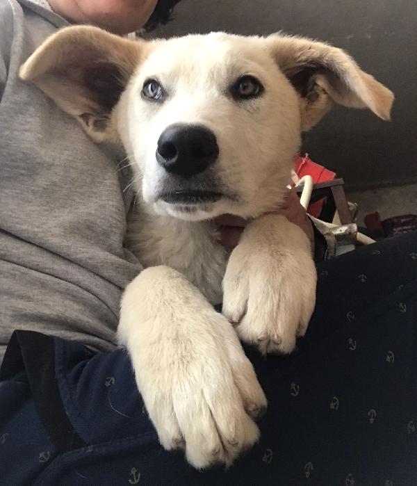 Ivoo Tenerissimo Cagnoletto (Nato A Inizio 2022)